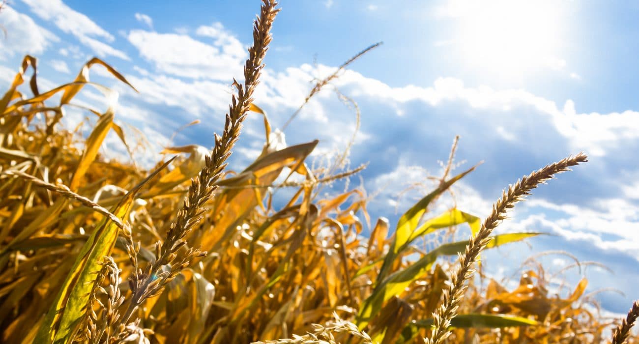 Dürre Weizen Feld Ernte Landwirtschaft