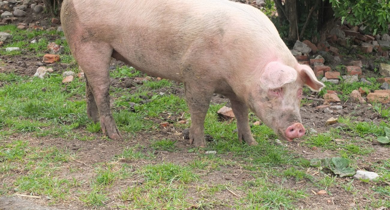 Landwirtschaft Tiertransporte Schwein