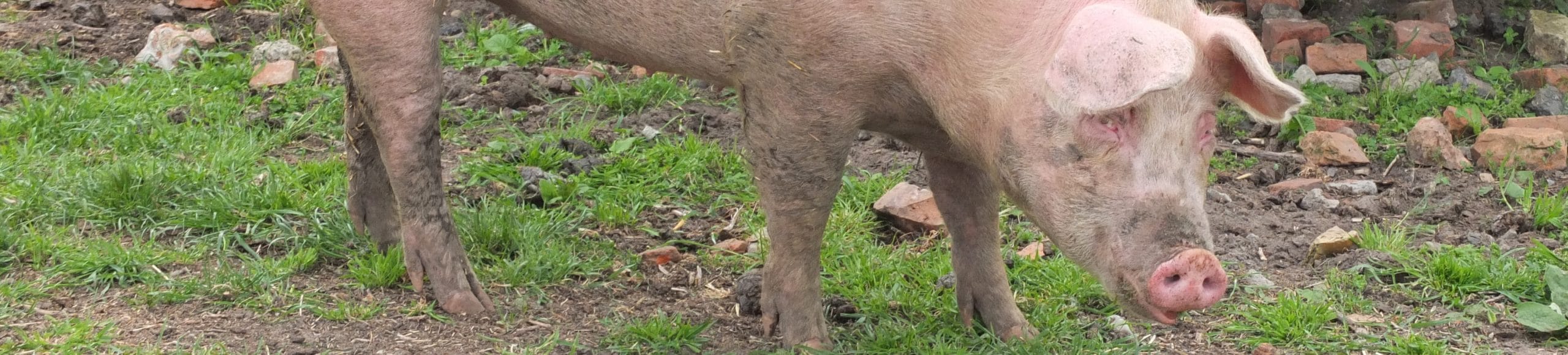 Landwirtschaft Tiertransporte Schwein