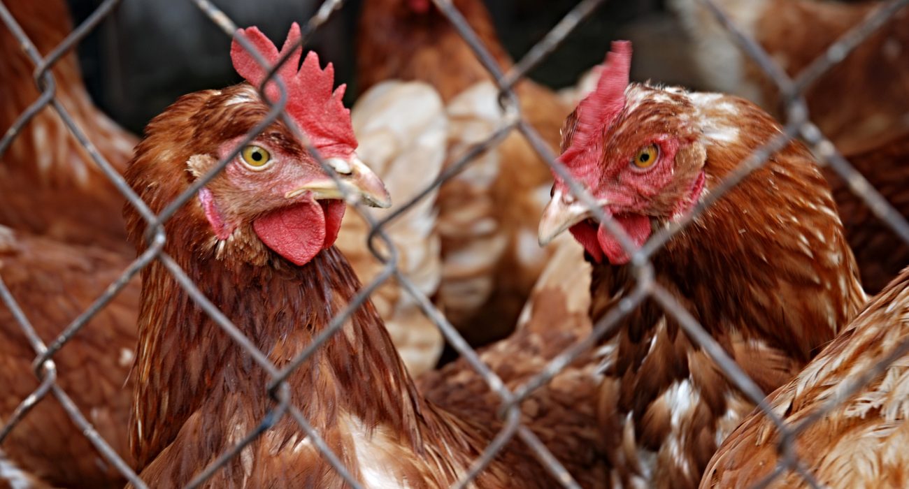Landwirtschaft Hühner Verbraucherschutz