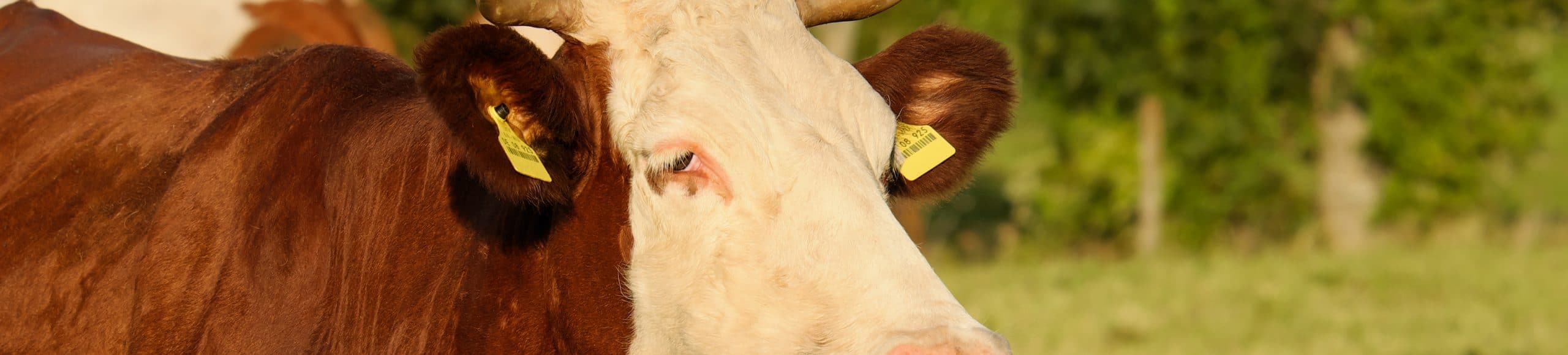 Landwirtschaft Kuh Vieh Fleisch Schlachthof