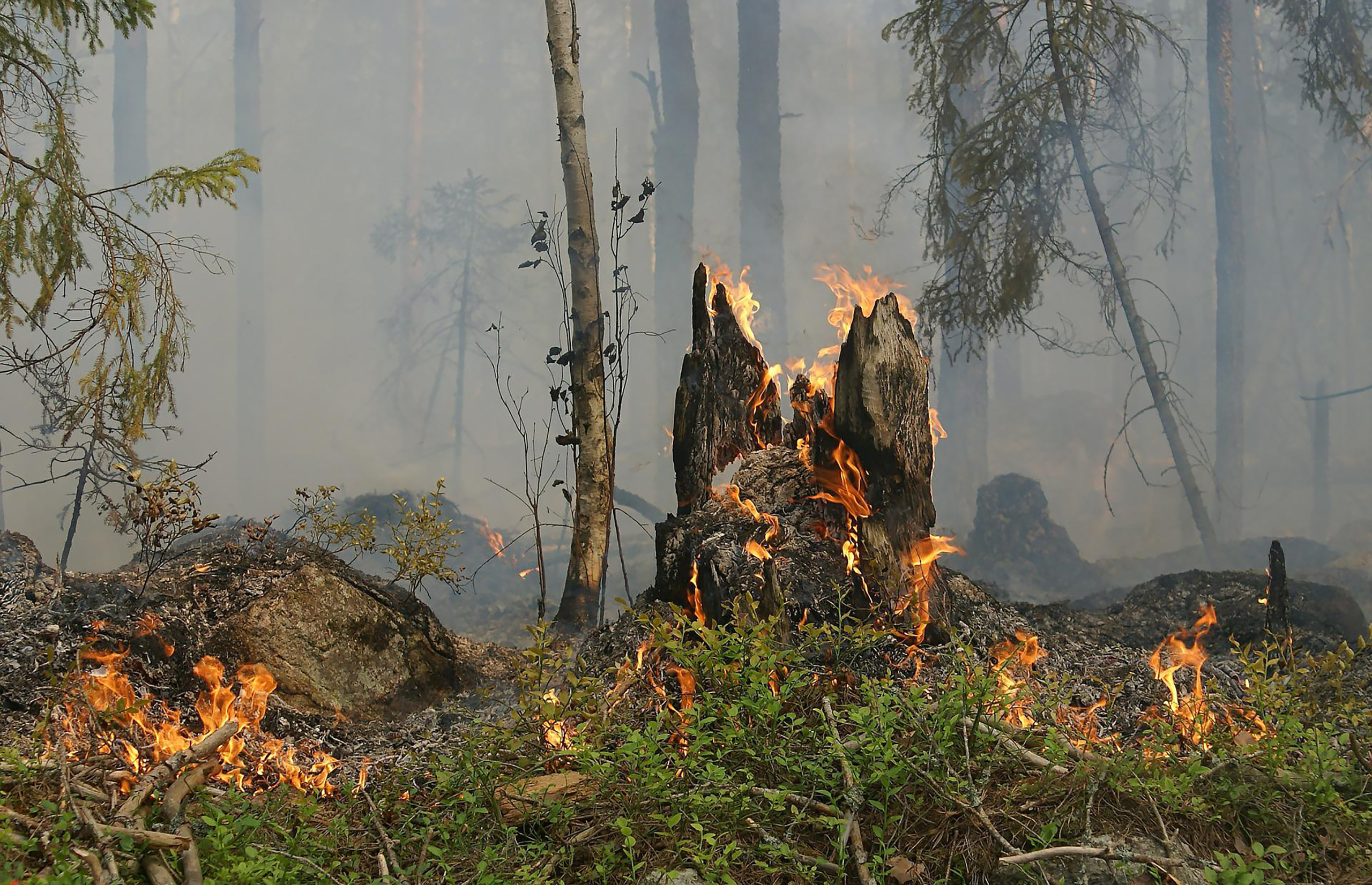 waldbrand